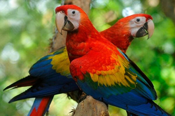 laminas y aceros. guacamayo rojo