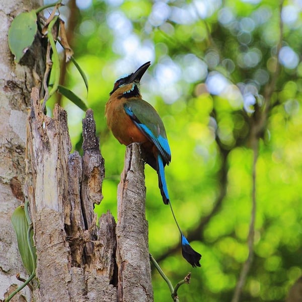 laminas y aceros. pajaro toh