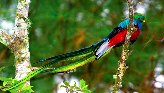 laminas y aceros. quetzal