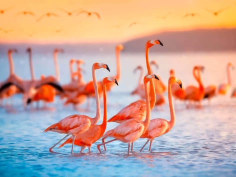 las coloradas2
