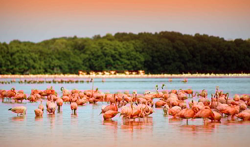las coloradas3