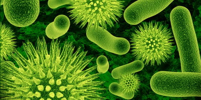 microorganismos-e1557421297279