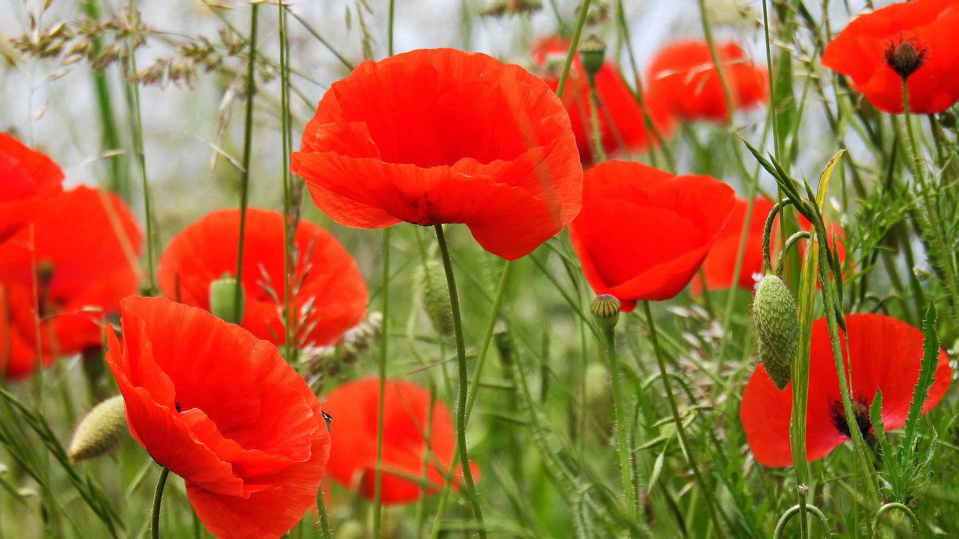 mohnblumen-2-b81568a4-879c-47ca-9e53-069fb636d92c