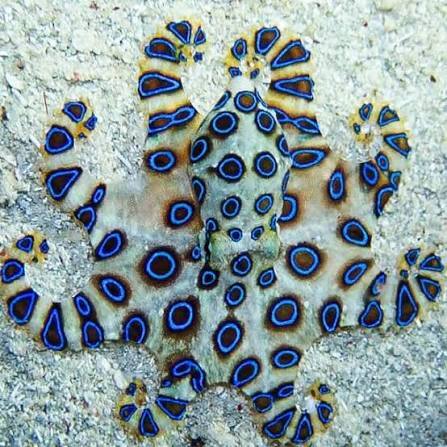 pulpo1