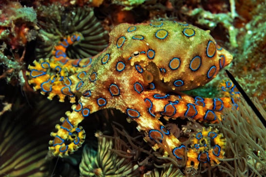 pulpo4