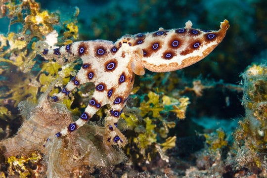 pulpo5