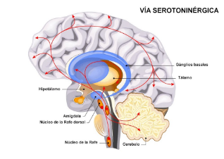 LAMINAS Y ACEROS SEROTONINA Y EL CEREBRO