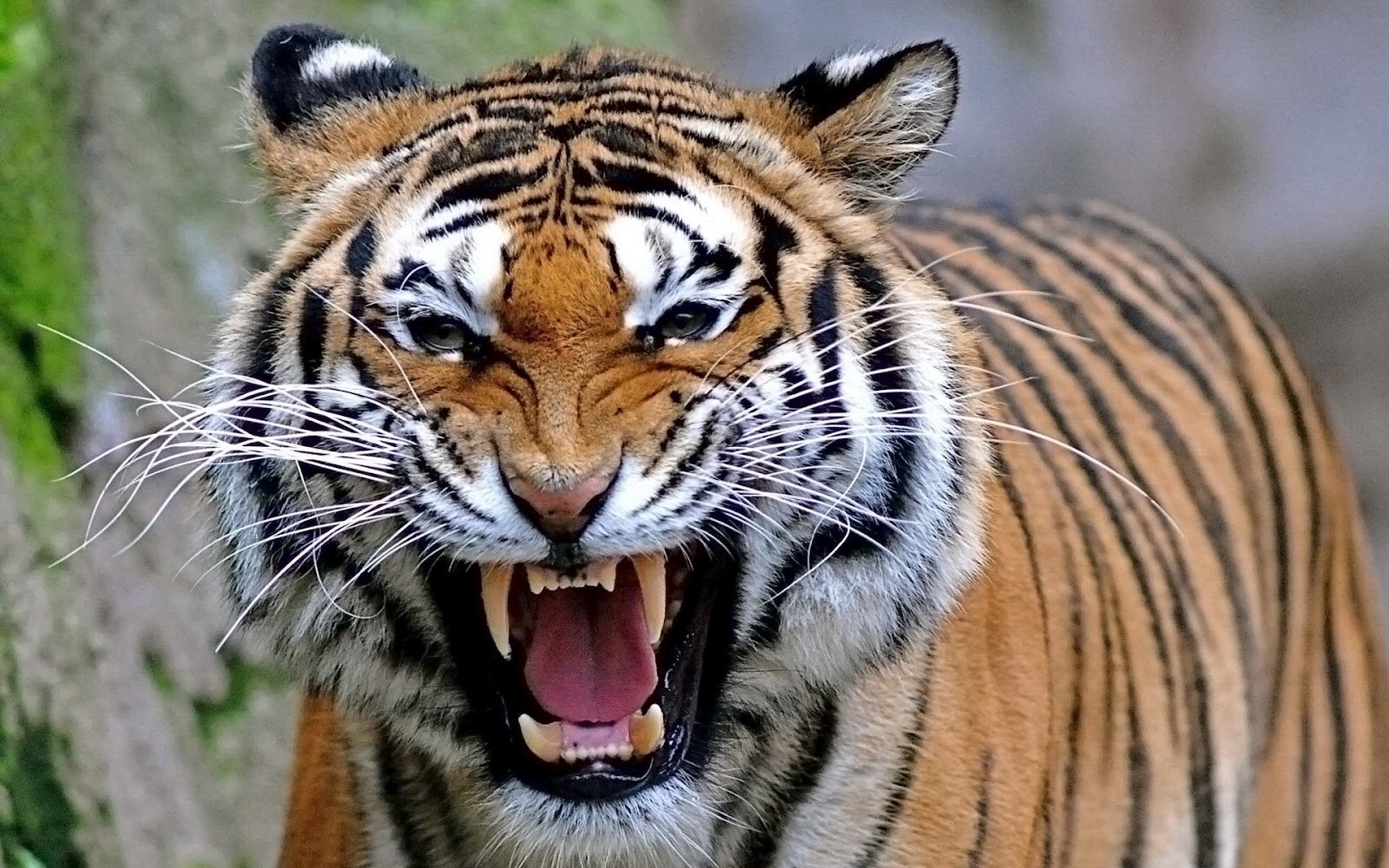 tigre de vengala