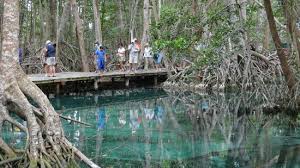 Foto de Circuito Ojo de Agua Baldiosera, Celestún: Circuito Ojo de Agua  Baldiosera - Tripadvisor