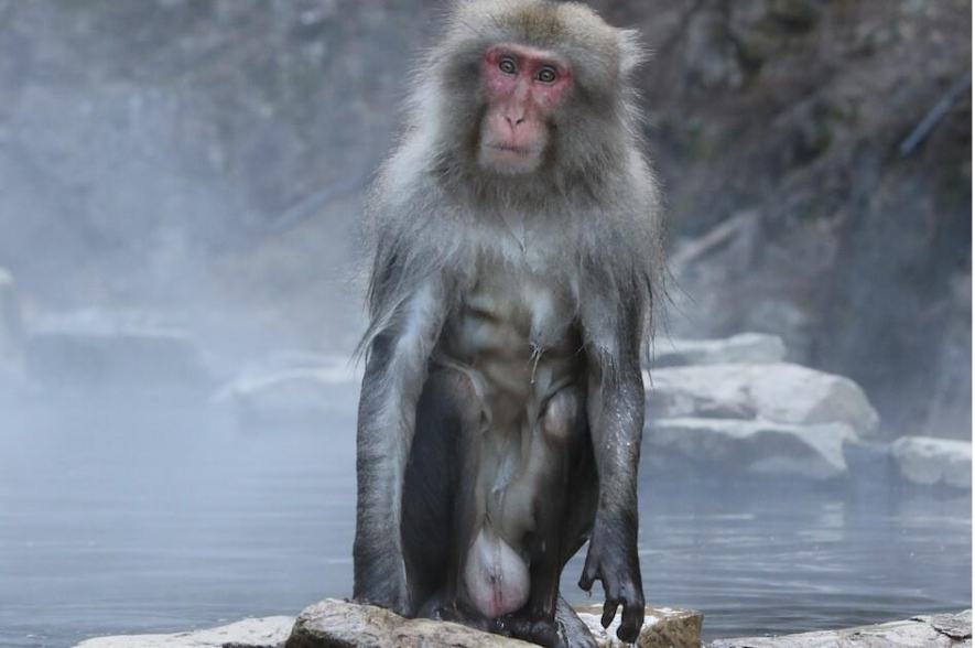 Imagen que contiene primate, mono, animal, mamífero

El contenido generado por IA puede ser incorrecto.