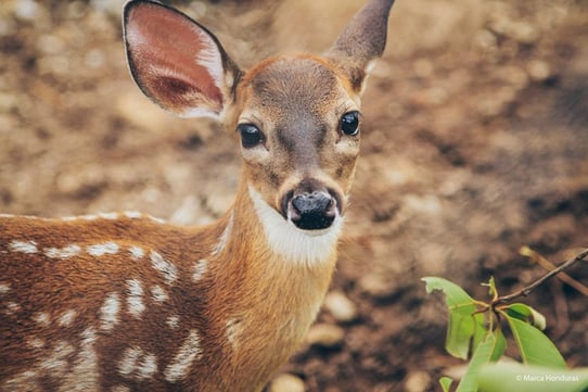 venado-cola-blanca-2