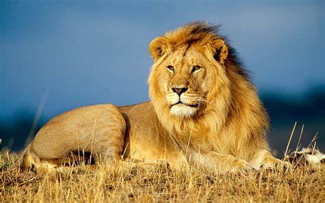 leon africano-1