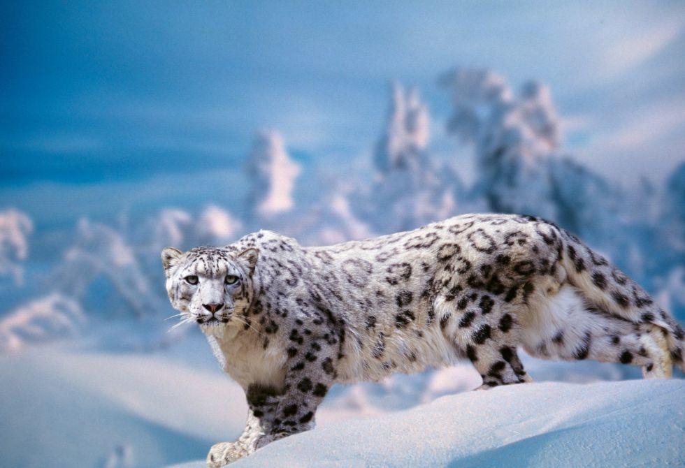 leopardo de las nieves-1