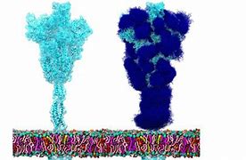 proteina espicula-2